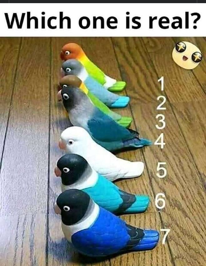 Dr Sania 2🇺🇲 tweet media