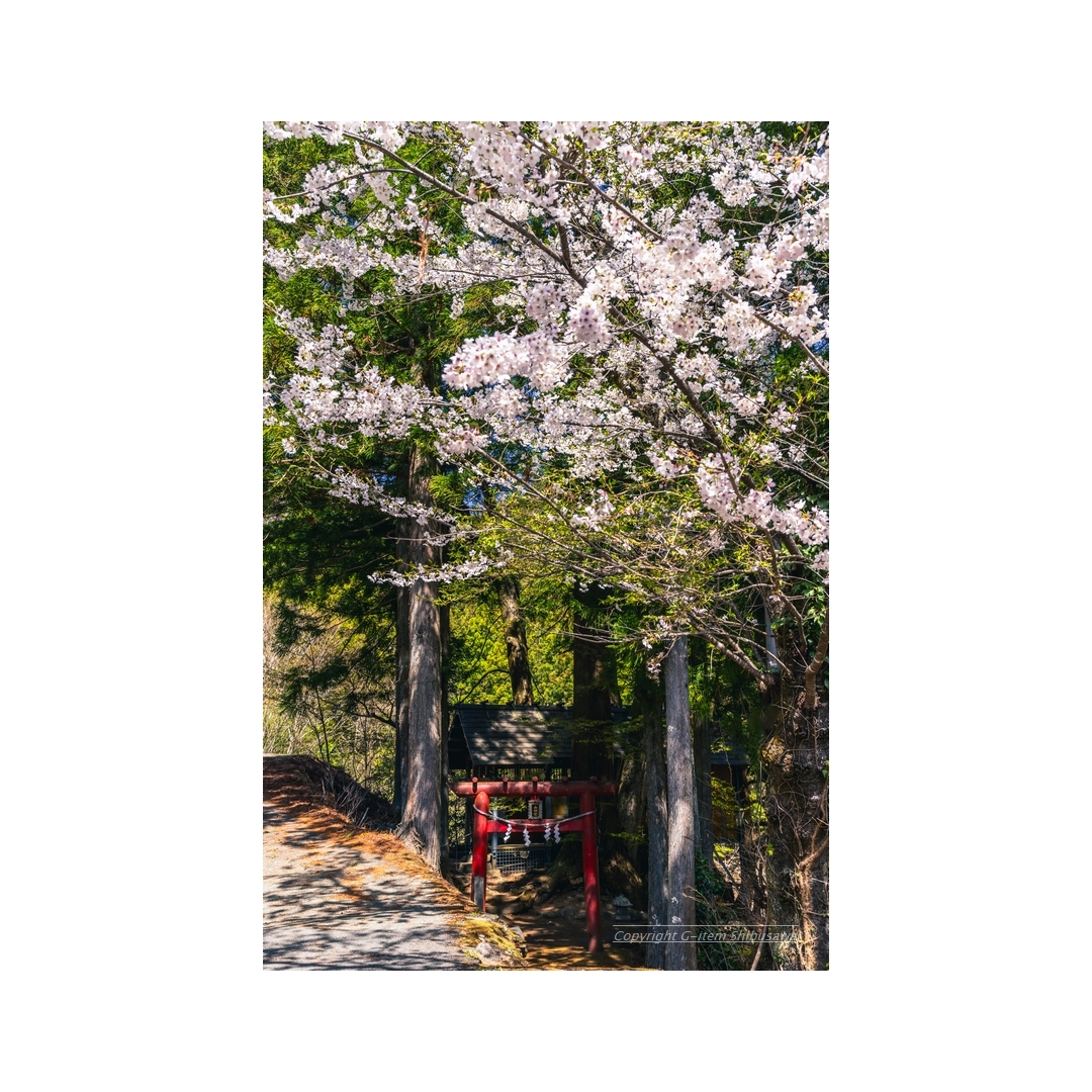 shibu_g_item's tweet image. Late Spring in The Countryside

#scenery #nature
#NaturePhotography
#landscapephoto #Japan
#cherryblossoms
#pentaxk1mkii #pentax 
#pentax_dfa28105