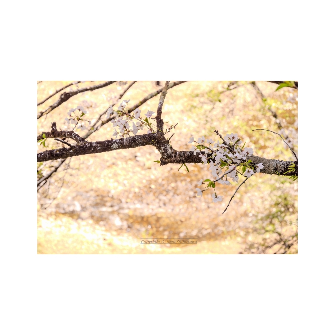 shibu_g_item's tweet image. Late Spring in The Countryside

#scenery #nature
#NaturePhotography
#landscapephoto #Japan
#cherryblossoms
#pentaxk1mkii #pentax 
#pentax_dfa28105