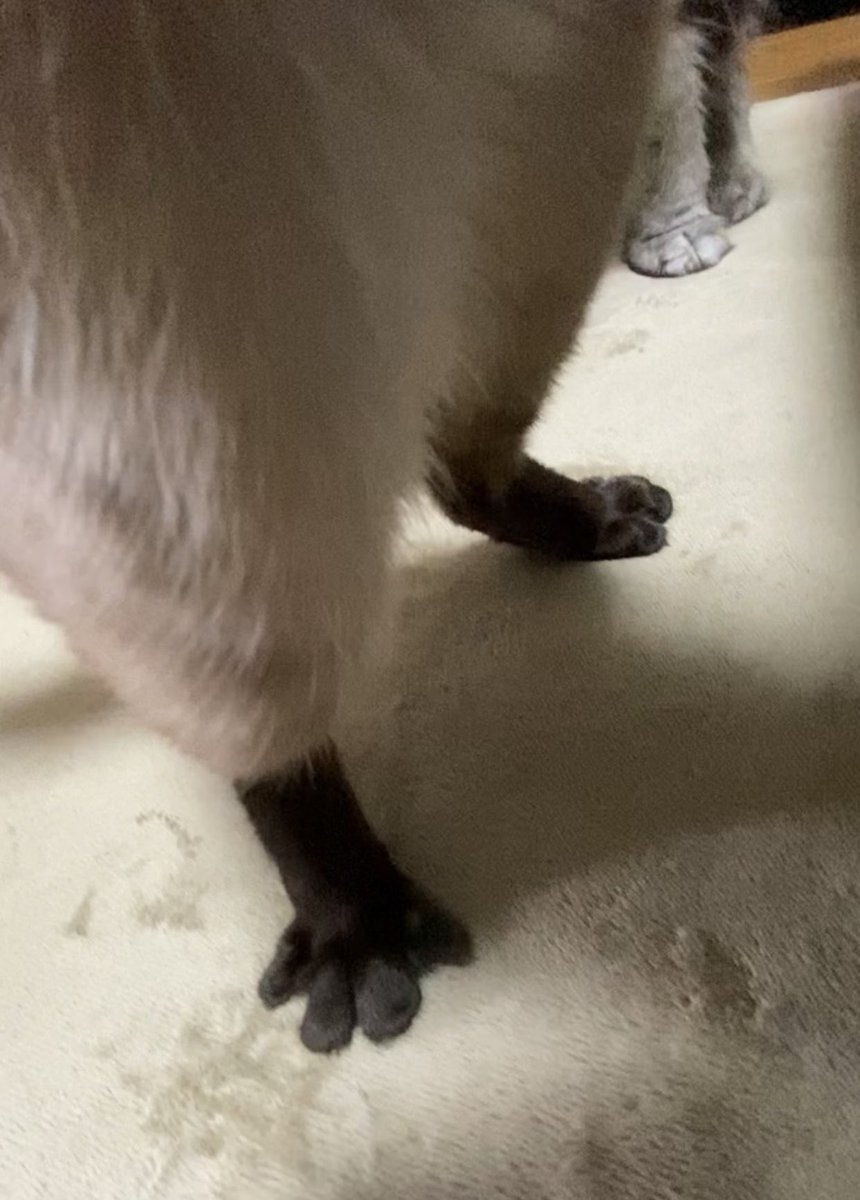 猫と一緒🌱 tweet media