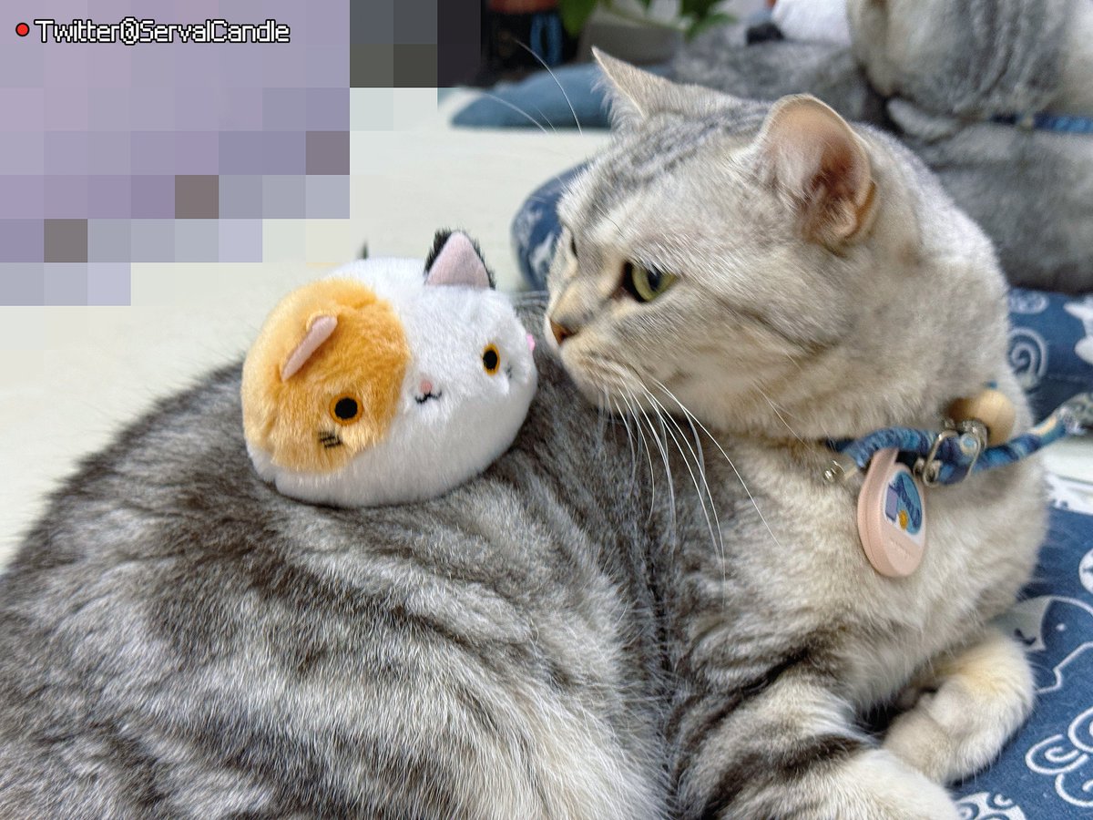 🌸猫宮すみか🎀🫪 tweet media