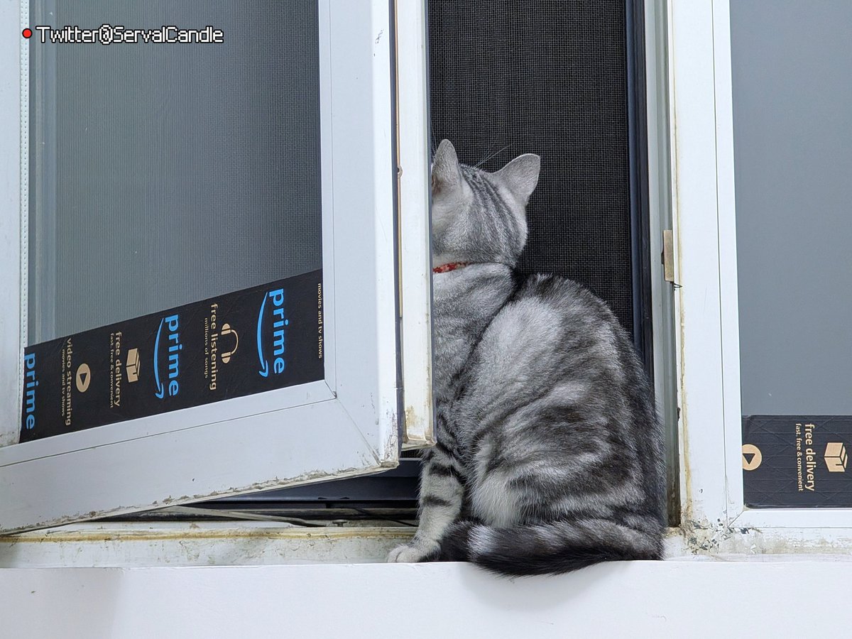 🌸猫宮すみか🎀🫪 tweet media