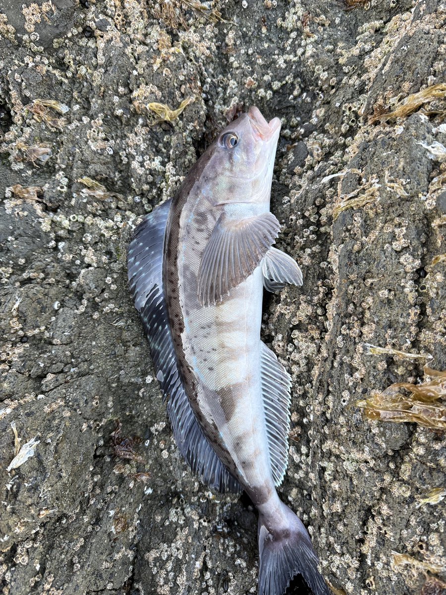 まるまる tweet media