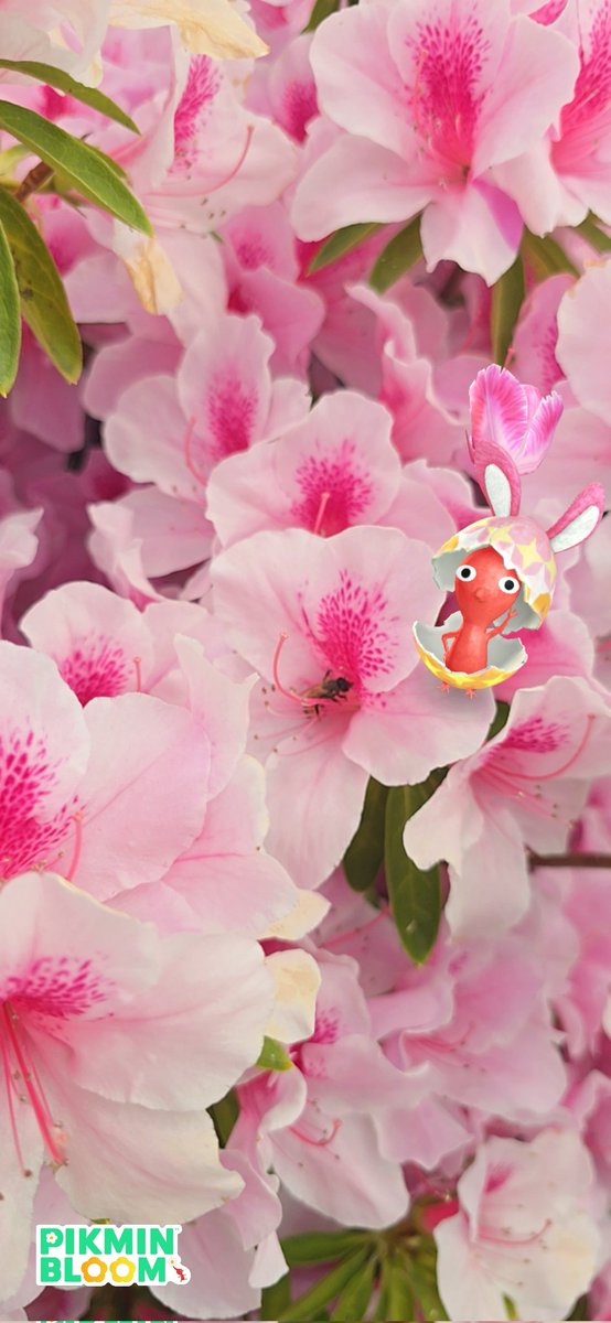 reiko_18_manu's tweet image. つつじの中をよくみると👀

#PikminAR  #ピクミンブルーム
#PikminBloom