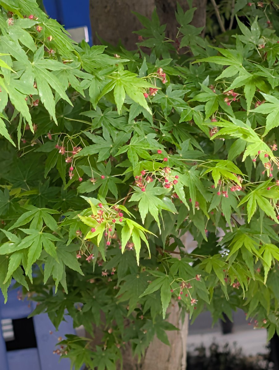 MatsueMisako's tweet image. #アメプロ  #TikTok  解約済

#Facebook 
10数年前に、私の知人が私に無断で個人情報漏洩。
大変、迷惑を被りました。
Facebook 登録はいたしません。

上記の事件後、パソコン・スマホ
契約大手通信会社と【セキュリティとトータルサポート契約】

#Instagram
お散歩の草花など投稿
現在、休止中