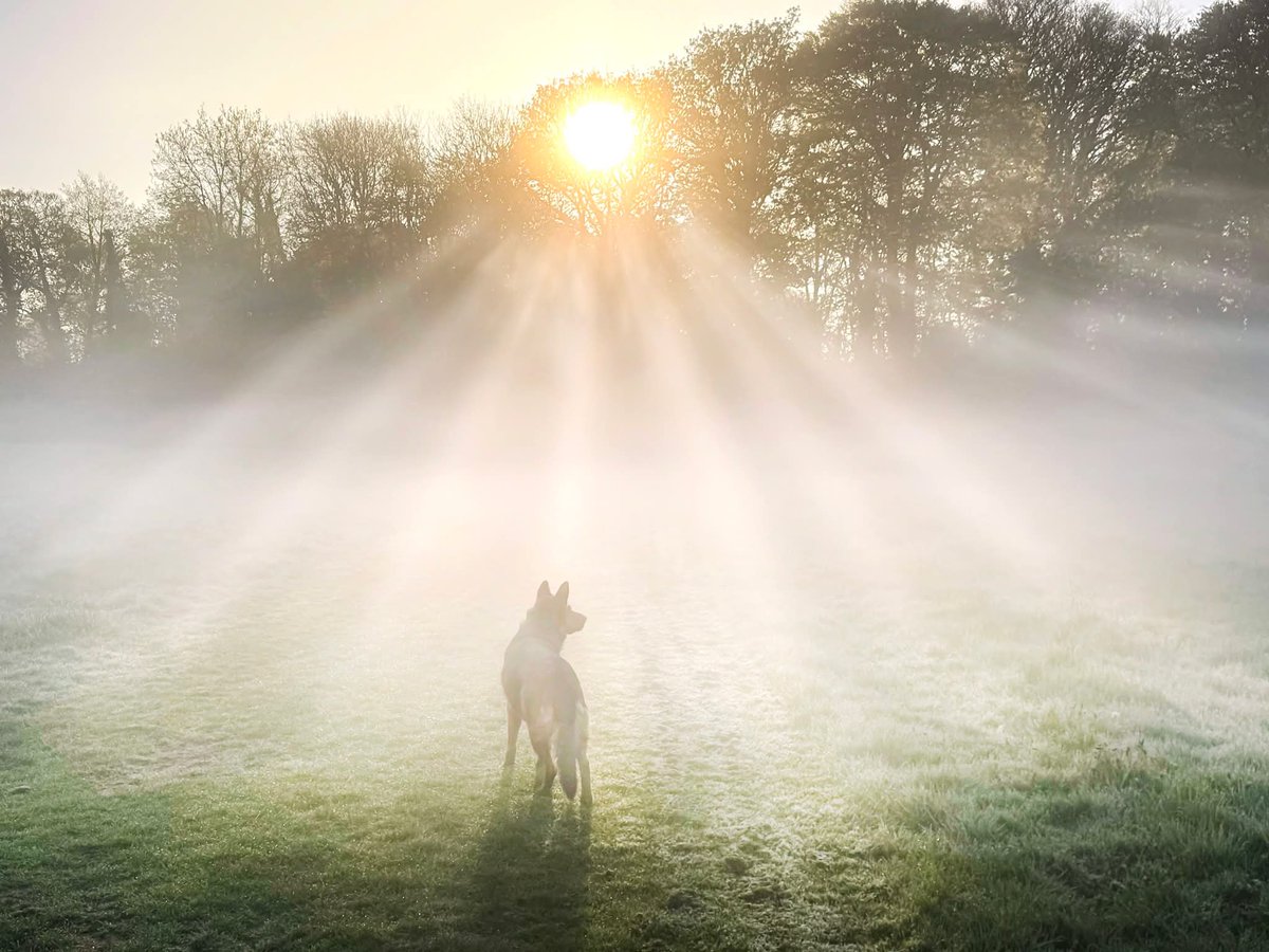 ThisIsIreland3's tweet image. A misty sunrise in Ardgillan and looking down across a mist covered Skerries 🏞️💚

📍County Dublin - Ireland 🇮🇪

📸 Martin McNamara 

#Dublin #Ireland #Skerries #Ardgillan