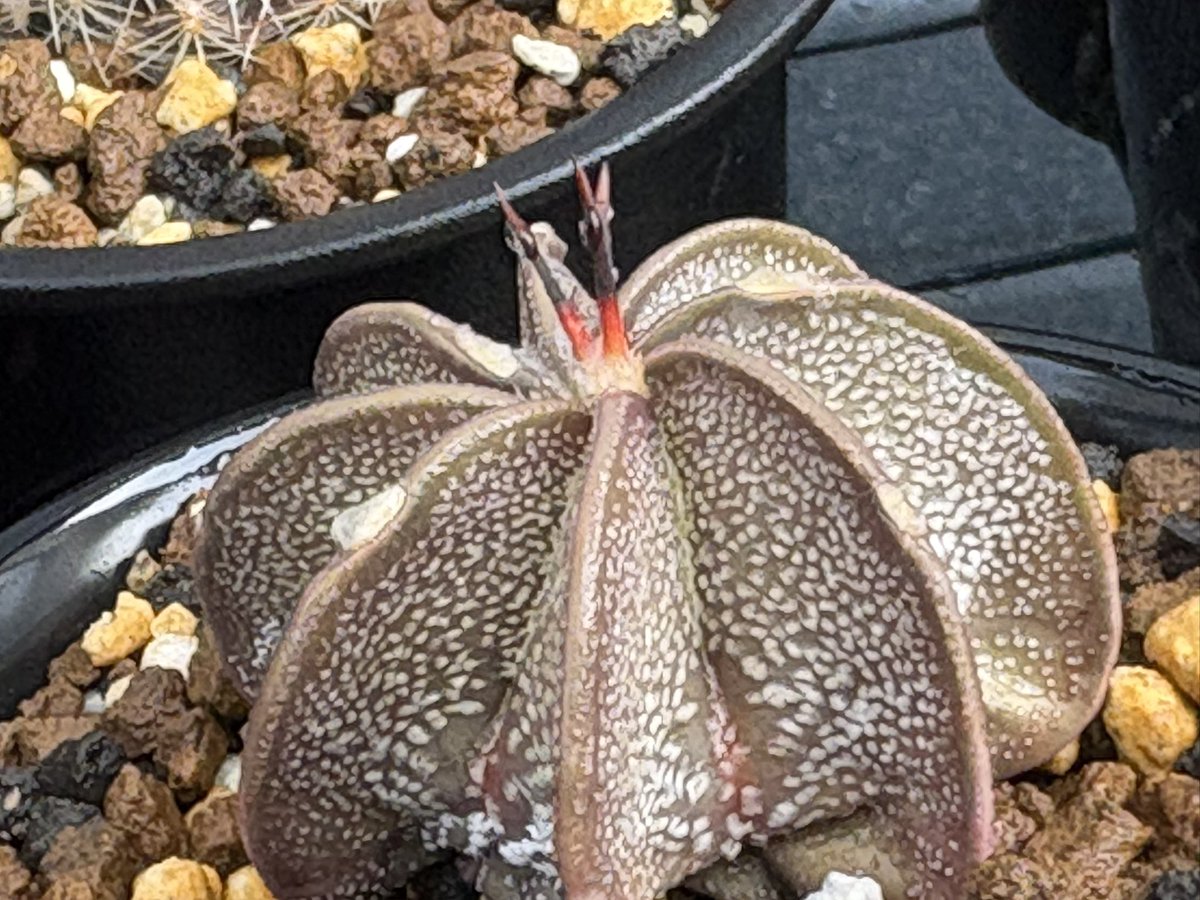 cactuspower tweet media