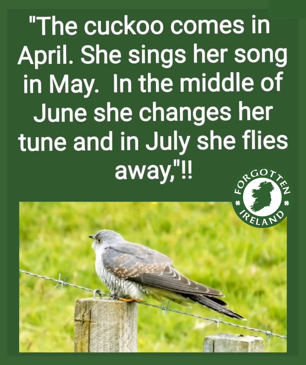 This is Ireland 🇮🇪☘️ tweet media