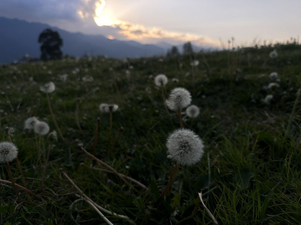 喵是喵 tweet media