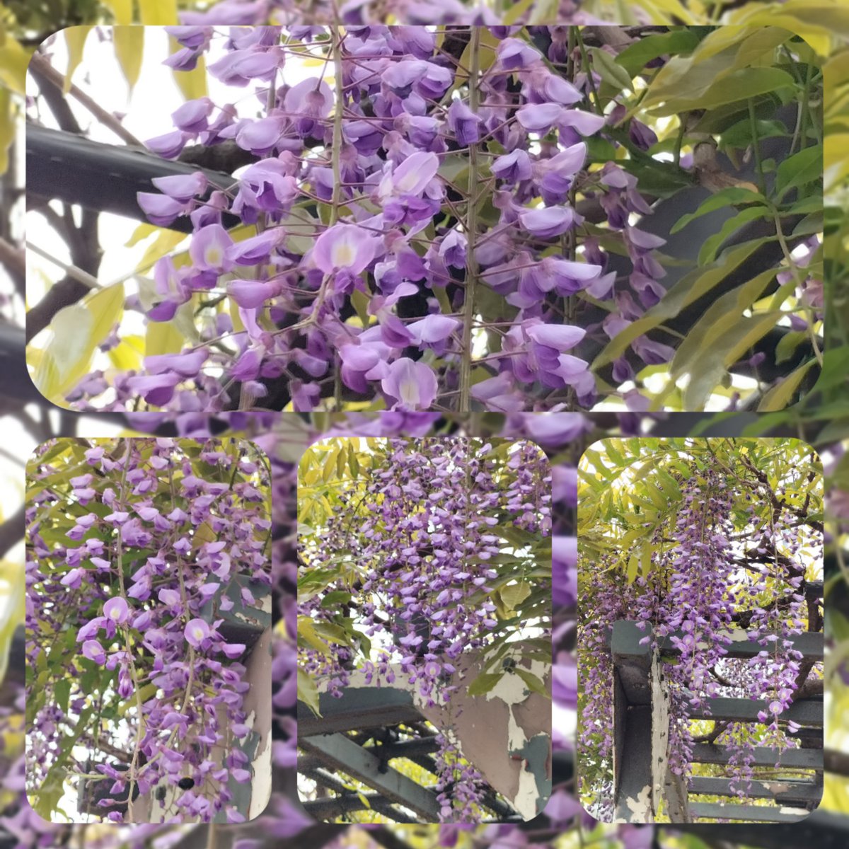 epusla's tweet photo. #四季の花
#藤の花
藤のに　熊ん蜂密
羽の音…
素敵な週末をお過ごし下さいね
🌸🌹🌻🐝🦋🐈‍⬛🎶 https://t.co/2H8XglURyN
