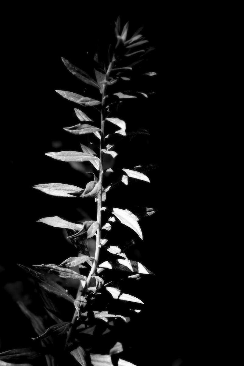 ino_0121's tweet image. #自然
#photo
#nature
#自然が好き
#photography
#キリトリセカイ
#写真の奏でる私の世界
#写真好きと繋がりたい
#写真好きな人と繋がりたい
#ファインダー越しの私の世界
#写真撮ってる人と繋がりたい
#カメラ好きな人と繋がりたい
#ファインダーは私のキャンバス