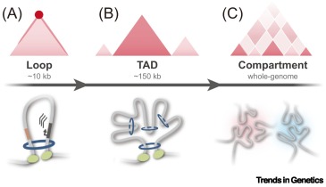 Multiscale evolution of the 3D genome dlvr.it/TSCkCf
