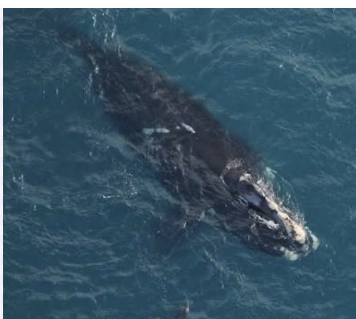 BugsyM13's tweet photo. Happy North Atlantic Right Whale Day #Massachusetts https://t.co/VTq5U9cepD