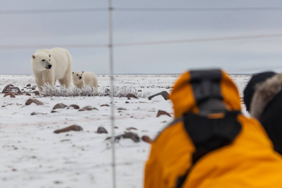 Arctic Kingdom tweet media