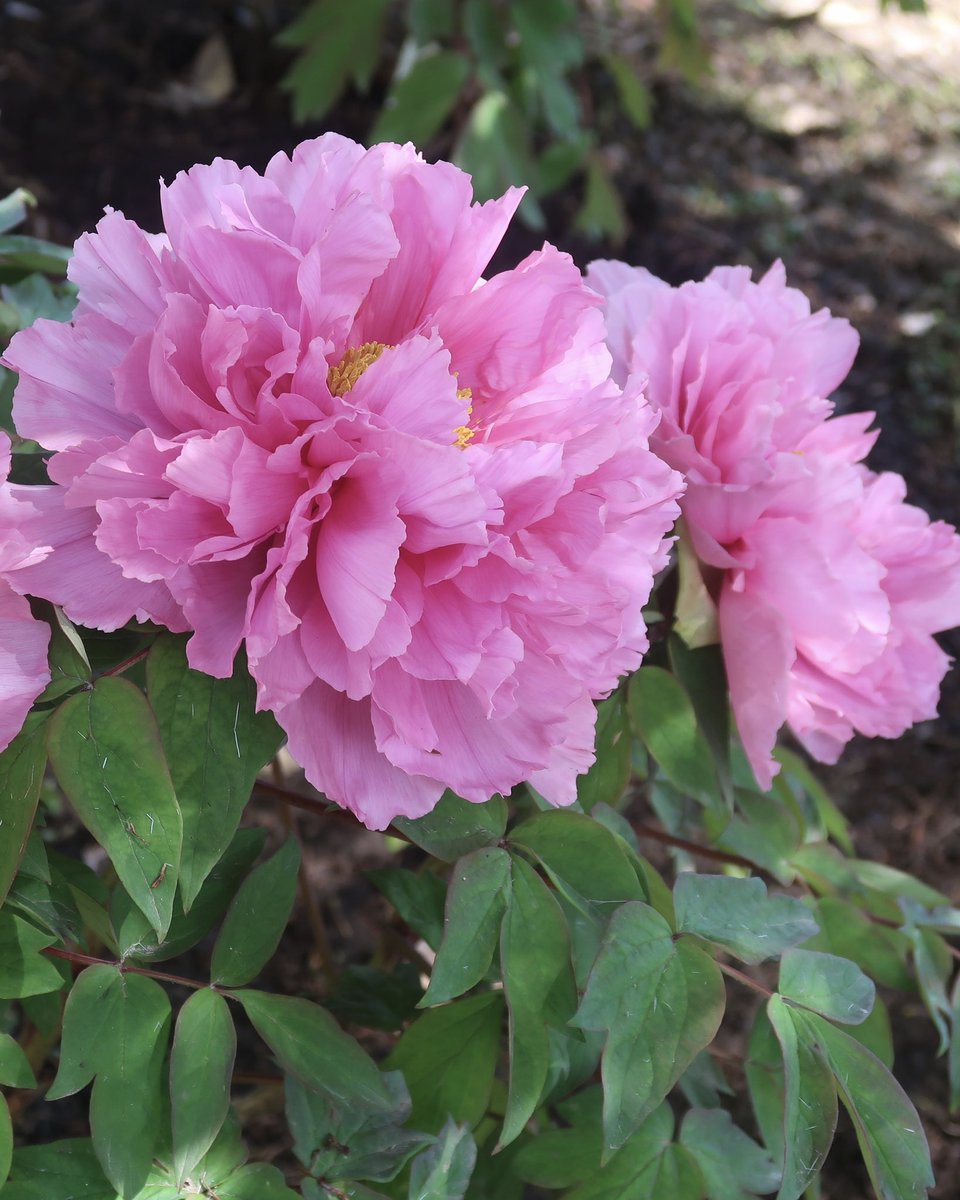 c6fN5Xee0CbK71b's tweet image. おはようございます♪

いつも♡&amp;amp;RT&amp;amp;フォロー
ありがとうございます🍄

曇りのち晴れの土曜日🌤

お休みの方  ごゆっくり☕️🍰
お仕事の方  頑張って👍💦💦

素敵な一日になります様に🌺

気を付けて
行ってらっしゃい*˙︶˙*)ﾉ