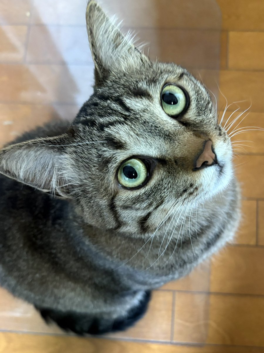 ゆずルイメイママ tweet media