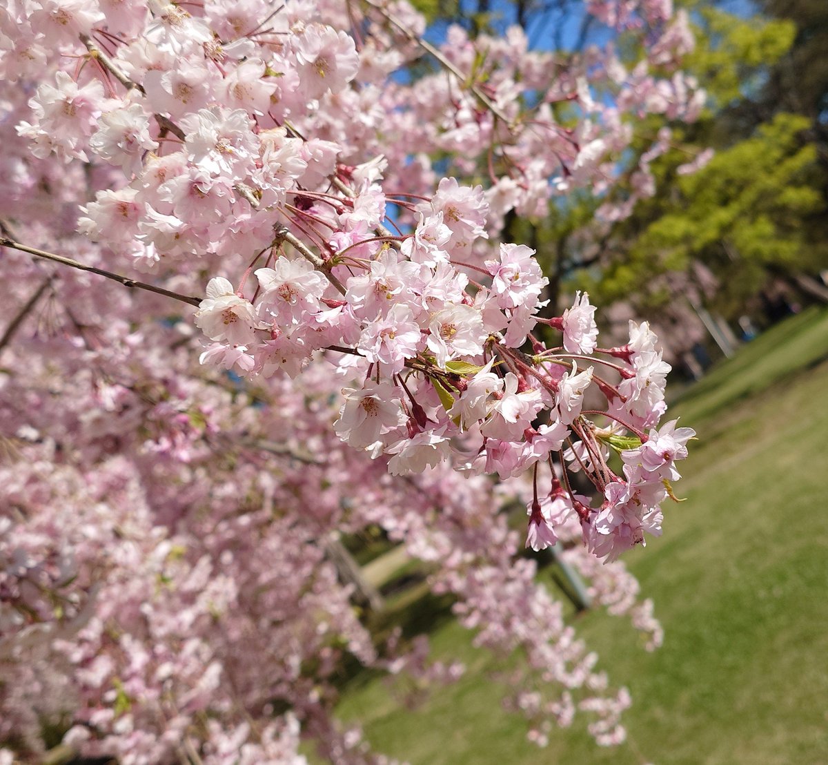 m_syutan's tweet photo. 弘前公園、遅咲きの桜がいい感じで咲いてますー https://t.co/SFBpiGgG5q