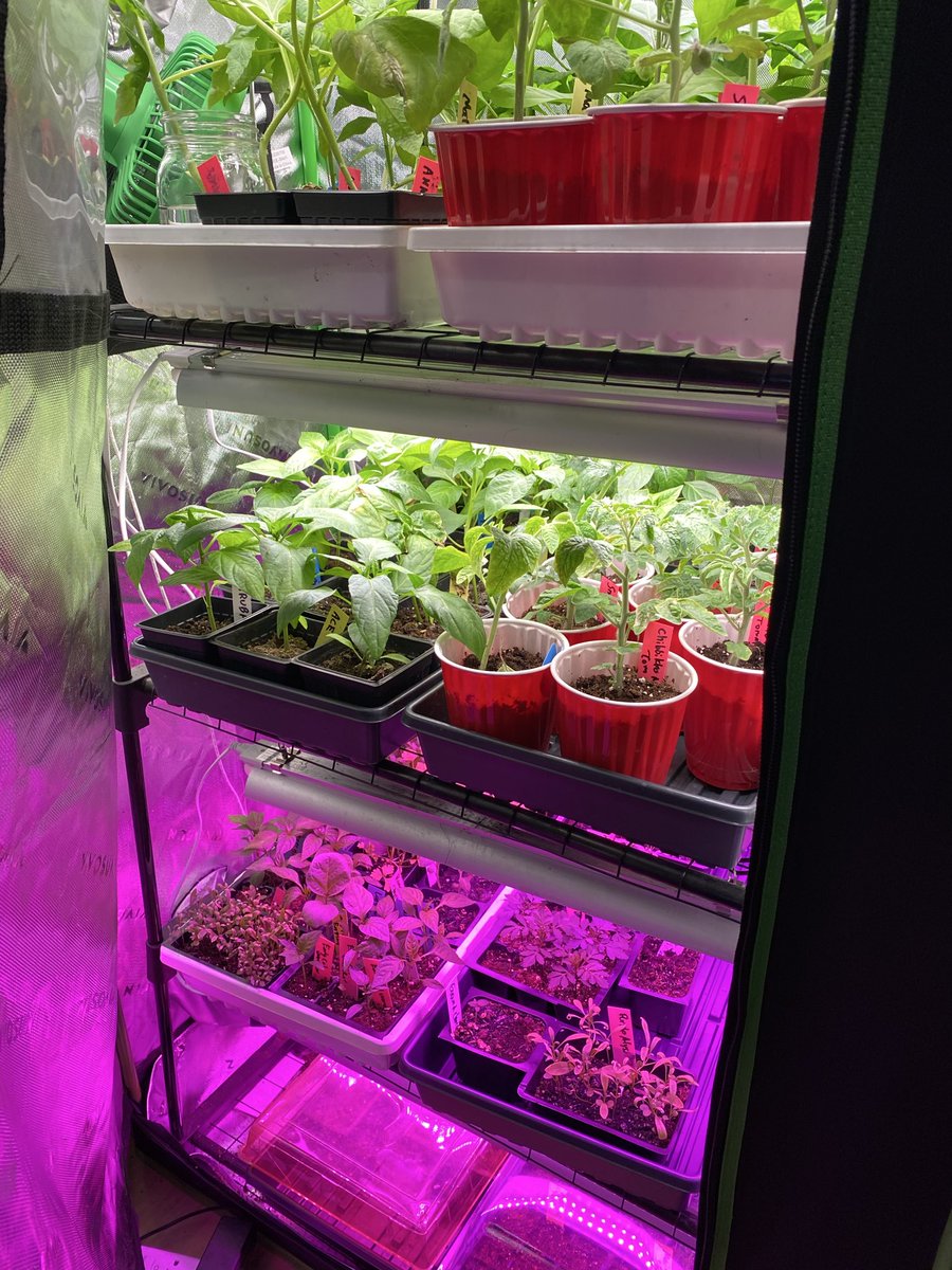 寝転びネッ子🇨🇦🐈🐈‍⬛🐈 tweet media