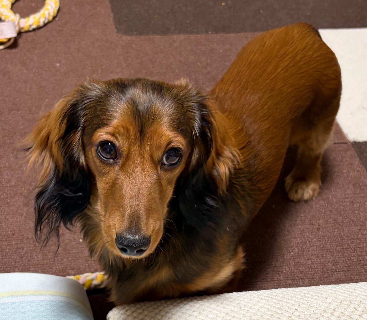 マロン（ミニチュアダックスフンド） tweet media