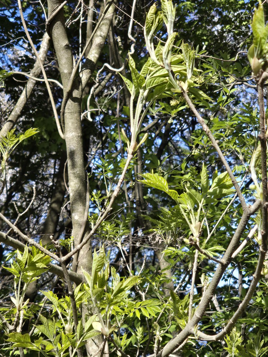 (悪)Fishｷﾞｬﾝｸﾞwolf⛺ tweet media