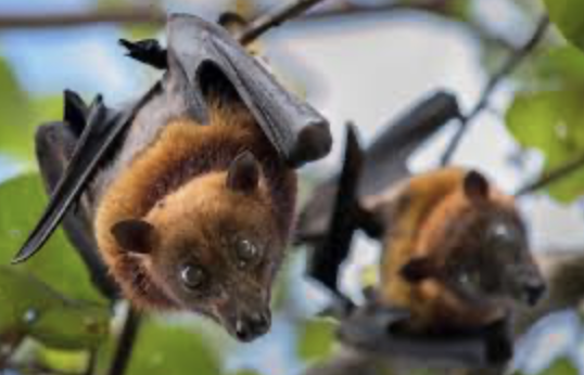 m20072025's tweet image. Keeping up on the latest political news, man? Nah bruh, it's too Trumpshit crazy for me! #Trump #Iran #MAGA