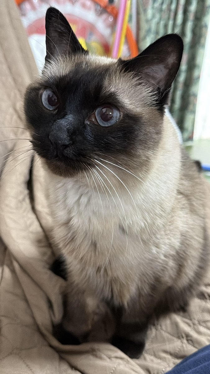 シャム猫