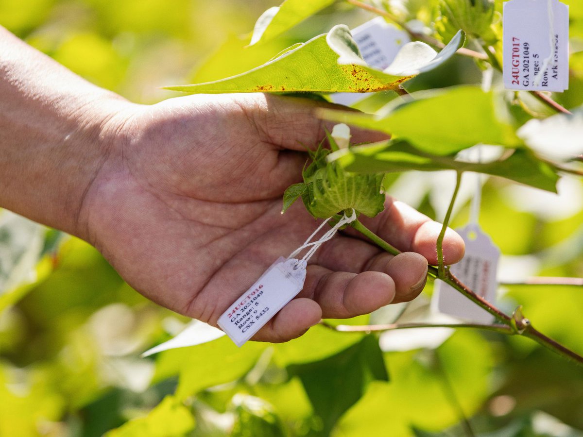 UGA Agricultural & Environmental Sciences tweet media