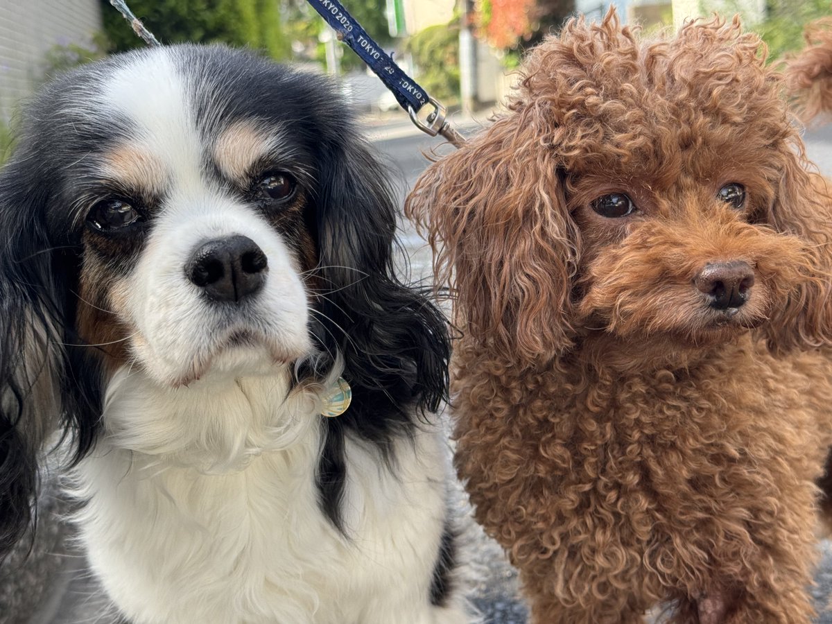 gtfld's tweet image. おはようございます。 #dogs