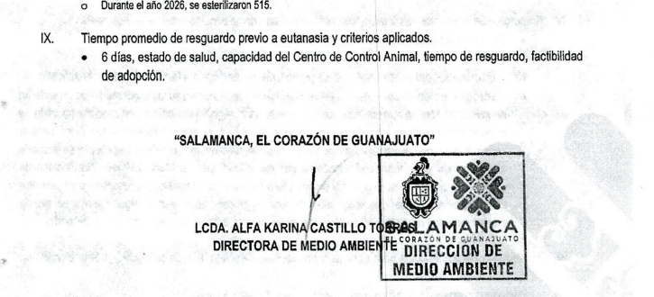 YoAmoaLaCiencia's tweet photo. Salamanca: animales tienen seis días antes de ser sacrificados

El municipio de Salamanca, Guanajuato, gobernado por el morenista César Prieto Gallardo reconoce la eutanasia de 297 animales entre octubre de 2024 y lo que va de 2026.

Esto en respuesta a la solicitud de información 110197600075526, de la Plataforma Nacional de Transparencia.

La propia Dirección de Medio Ambiente establece que el tiempo promedio de resguardo previo a la eutanasia es de seis días.

Condicionado por la capacidad del Centro de Control Animal, la saturación de reportes y criterios internos de evaluación, es decir sí no hay espacio solo tendrán 72 horas. 

Así que prácticamente, sí se pierde tu perro en Salamanca solo tienes 3 días para tratar de recuperarlo con vida. 

El municipio describe un procedimiento que incluye sedación y la aplicación de una "sustancia letal" por vía intracardiaca, bajo supervisión veterinaria.

Sin embargo, se niega a detallar los medicamentos utilizados, así como los proveedores y montos ejercidos, argumentando que se trata de "sustancias psicotrópicas".

A pesar de que la solicitud requería información de al menos cinco años, el municipio de Salamanca omite deliberadamente datos de años  en los que también gobernaba César Prieto, ya que fue reelecto. 

Durante su administración pasada ,se denunció públicamente la captura masiva de animales, incluyendo perros comunitarios e irregulares del funcionamiento del Centro de Control Animal. 

Uno de los casos fue el sacrificio en agosto del 2024 de una perra comunitaria llamada “negra” que los trabajadores municipales de Alumbrado Público, mantenían en las instalaciones y era cuidada por ellos.   

Los trabajadores fueron a buscarla pero ya la habían sacrificado y fueron amenazados con sufrir represalias si denunciaban. 

Pero ya les habían matado otros tres perros, por lo que recurrieron en su momento a realizar una denuncia pública en medios. 

Otros casos reconocidos por César Prieto es el sacrificio de dos perros comunitarios de una Unidad Deportiva, 

Los cuales se sacrificaron el mismo día bajo criterios de supuesta agresividad. 

Aunque la respuesta ofrecida por Cesar Prieto no demuestra que exista un protocolo verdadero para el sacrificio de animales. 

No existen dictámenes técnicos, sólo un procedimiento en el que se seleccionan a los animales bonitos por “factibilidad de adopción” y se descartan a los demas.

Los datos presentados muestran inconsistencias. 

Se están reportando 297 eutanasias y solo se reconocen 69 animales diagnosticados previamente como enfermos, agresivos o viejos, sin explicar bajo qué criterios se decidió el sacrificio del resto.

La eutanasia en Salamanca es en una herramienta de gestión operativa. 

Mientras que los resultados en servicios municipales son minimos reportando de octubre del 2024 a abril del 2026 solo 1,910 esterilizaciones. 

En un municipio en el que se estiman más de 20 mil animales sin hogar.