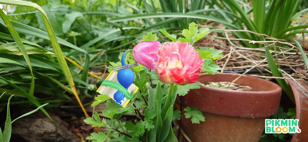 okaan20211101's tweet image. 今月のお題は「青ピクミン」🔵
#ピクミンブルームARフォト部

？
植えた覚えのないチューリップが
咲いてるの。
なんて名前かしら。
教えて青ピクミン！

#PikminBloom #NianticAR #PikminAR #Pikminsnap
#ピクミンブルーム