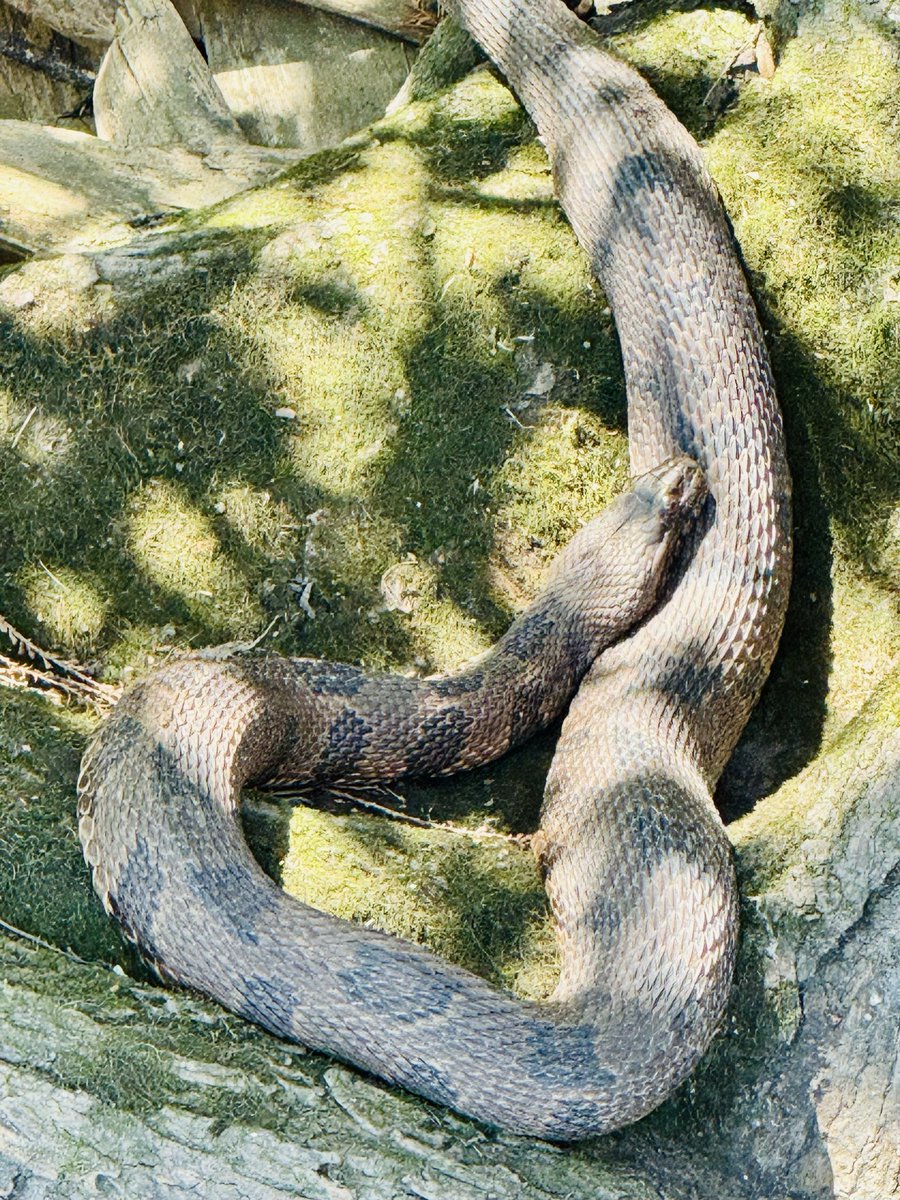 dolbyl's tweet image. “An animal’s eyes have the power to speak a great language.” — Martin Buber 🐍🦝🦉#optoutside #getoutside #nature #NaturePhotography #lovefl #hikefl #hikeflorida #floridatrails #trailslikethese