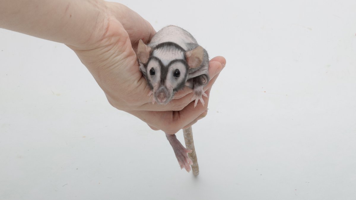 Shadow the Rat tweet media