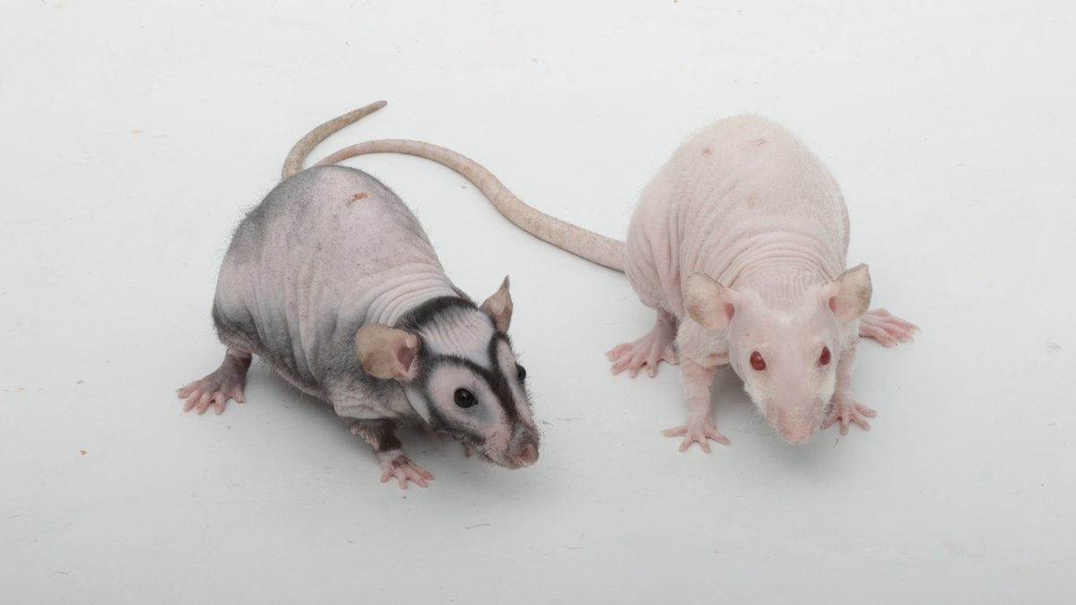 Shadow the Rat tweet media