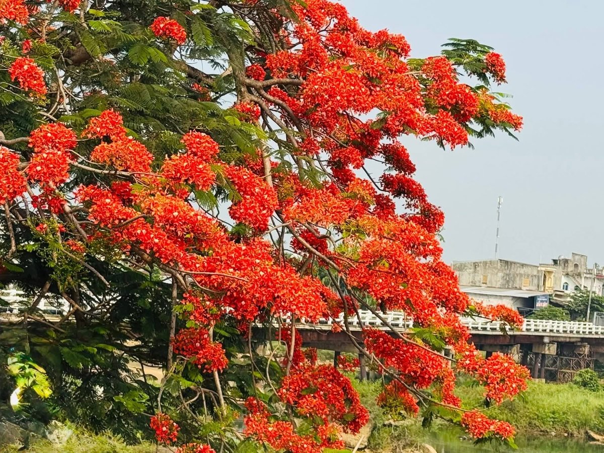 Xuân Lan tweet media