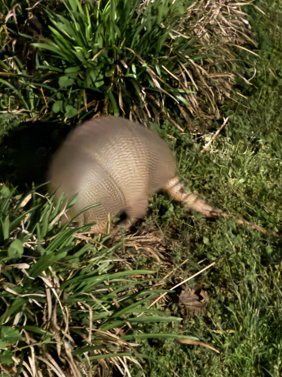 tchris131's tweet image. So…this is new. Armadillo in the yard tonight #animals #armadillo