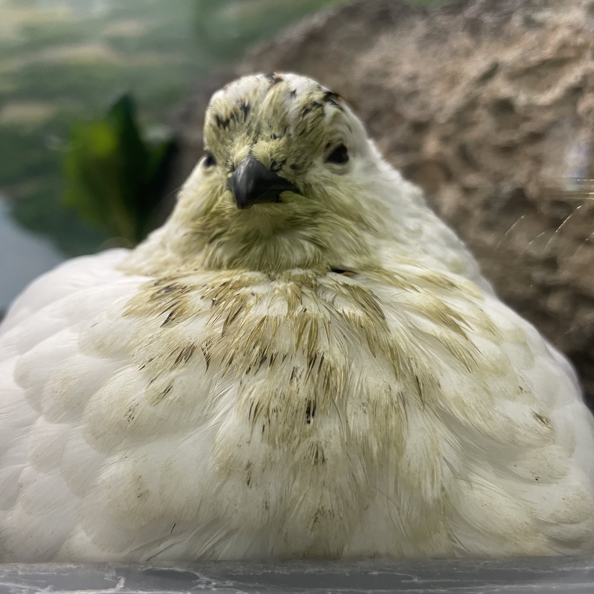 いしかわ動物園【公式】 tweet media