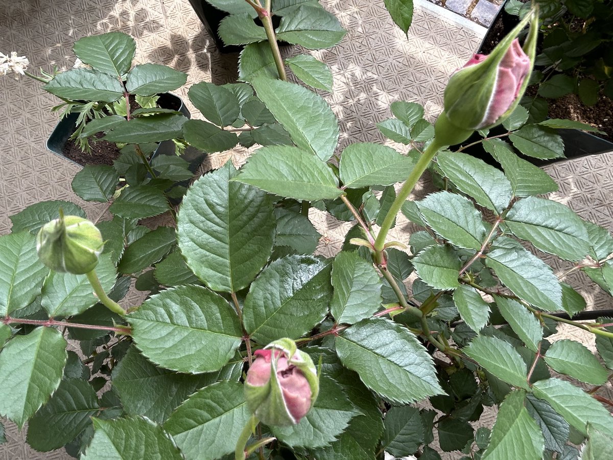 nemukemanako tweet media