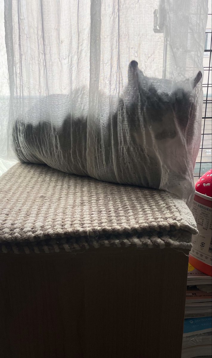 猫教授 tweet media