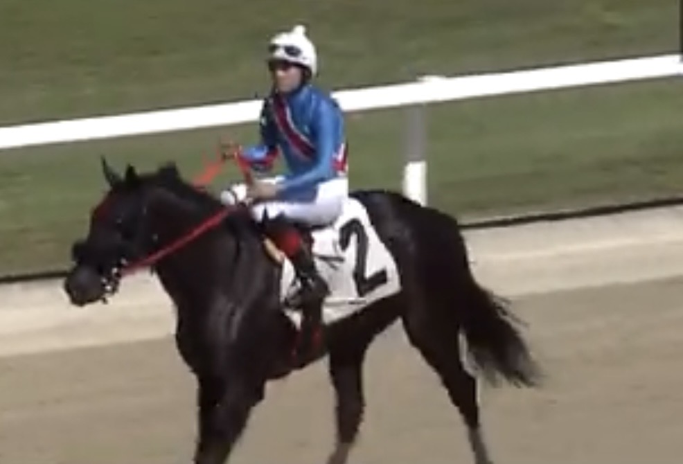 MJM Stable tweet media