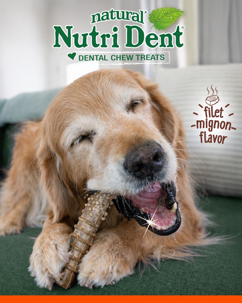 Nylabone Products tweet media