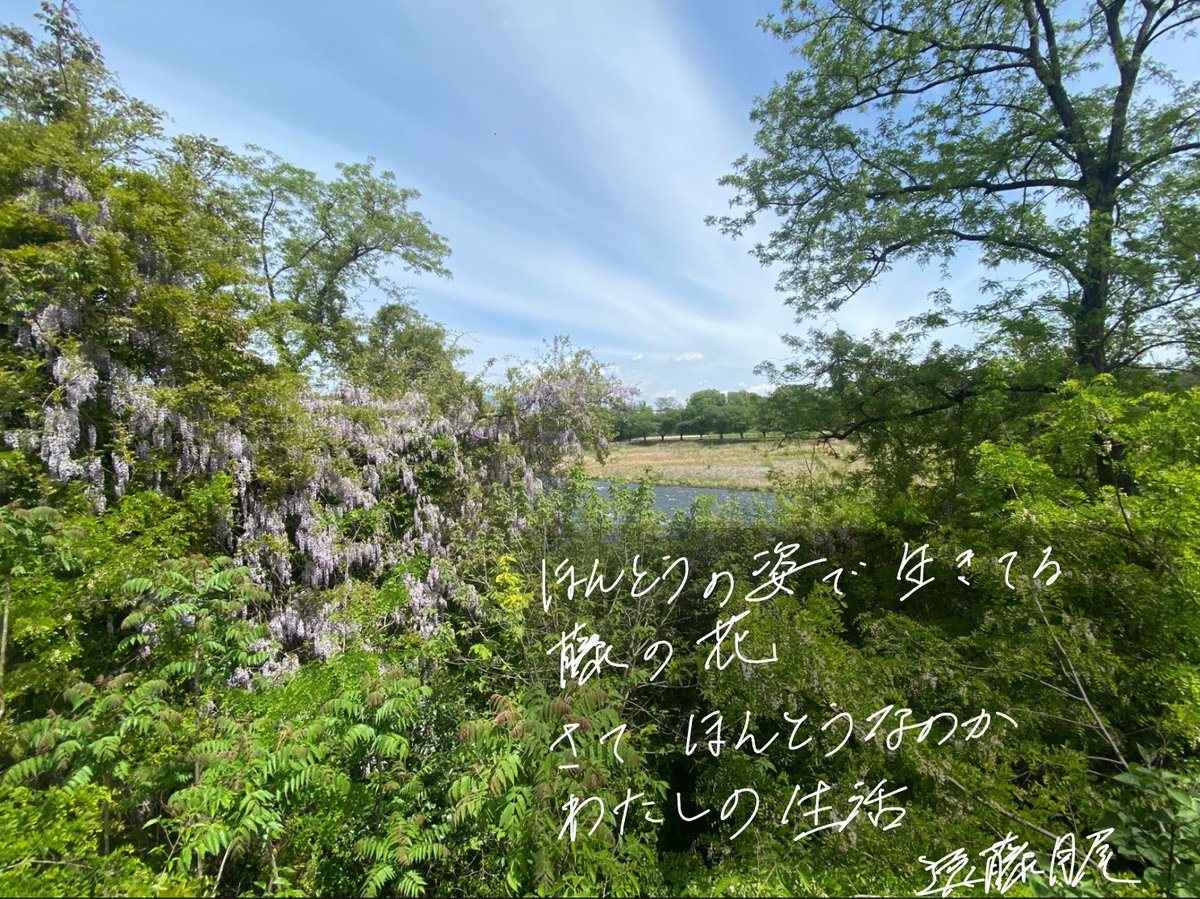 ほんとうの姿で生きてる藤の花　さてほんとうなのかわたしの生活　#短歌