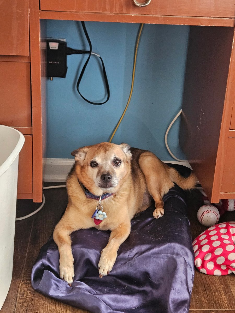 paco5775's tweet image. Ice, ice, baby... mom gave us ice! Kossie was terrified... but we had fun. Goodnight everyone. Love, Kossie, Anna, Stubbs and Sophia 🐾 ❤️ #CatsOfTwitter #dogsoftwitter #missyouReo #PuggieForever #NinaAngel #TikiMyHeart #ForeverLoved #Friends4Ever #ice