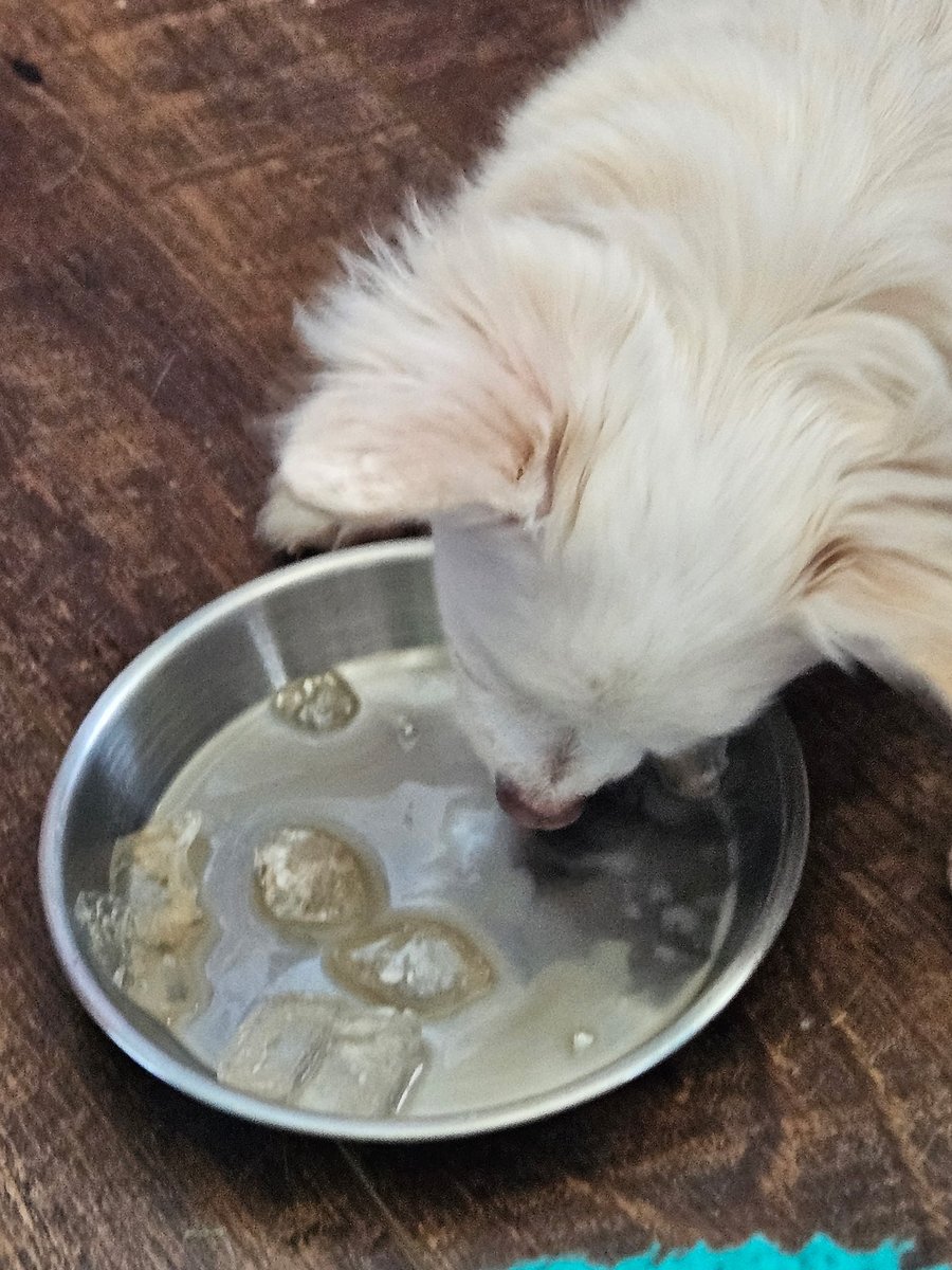 paco5775's tweet image. Ice, ice, baby... mom gave us ice! Kossie was terrified... but we had fun. Goodnight everyone. Love, Kossie, Anna, Stubbs and Sophia 🐾 ❤️ #CatsOfTwitter #dogsoftwitter #missyouReo #PuggieForever #NinaAngel #TikiMyHeart #ForeverLoved #Friends4Ever #ice