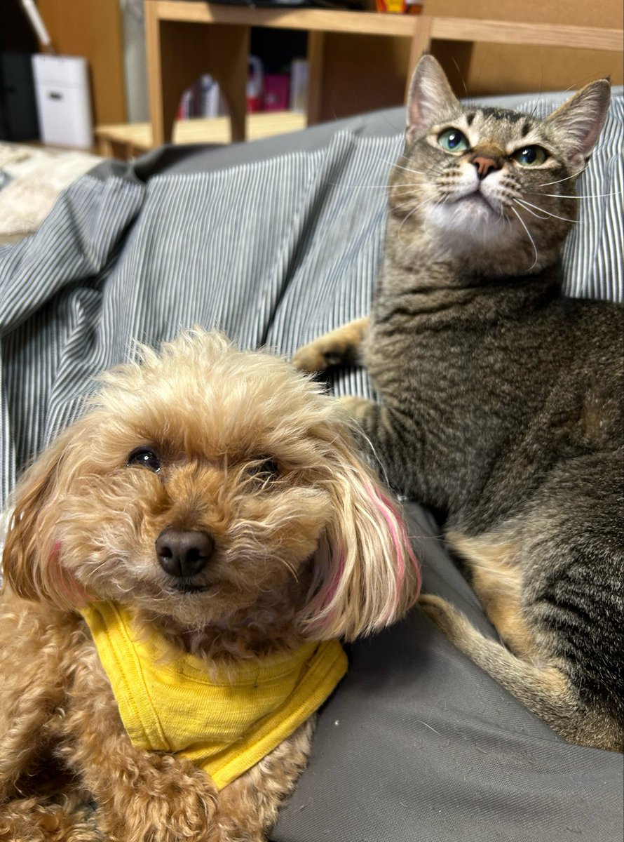 まや🐶😸まるさん家のわんにゃんこ tweet media
