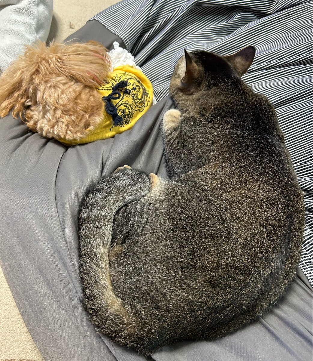 まや🐶😸まるさん家のわんにゃんこ tweet media