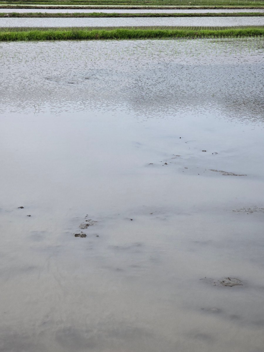 しょごたん(実写版) tweet media