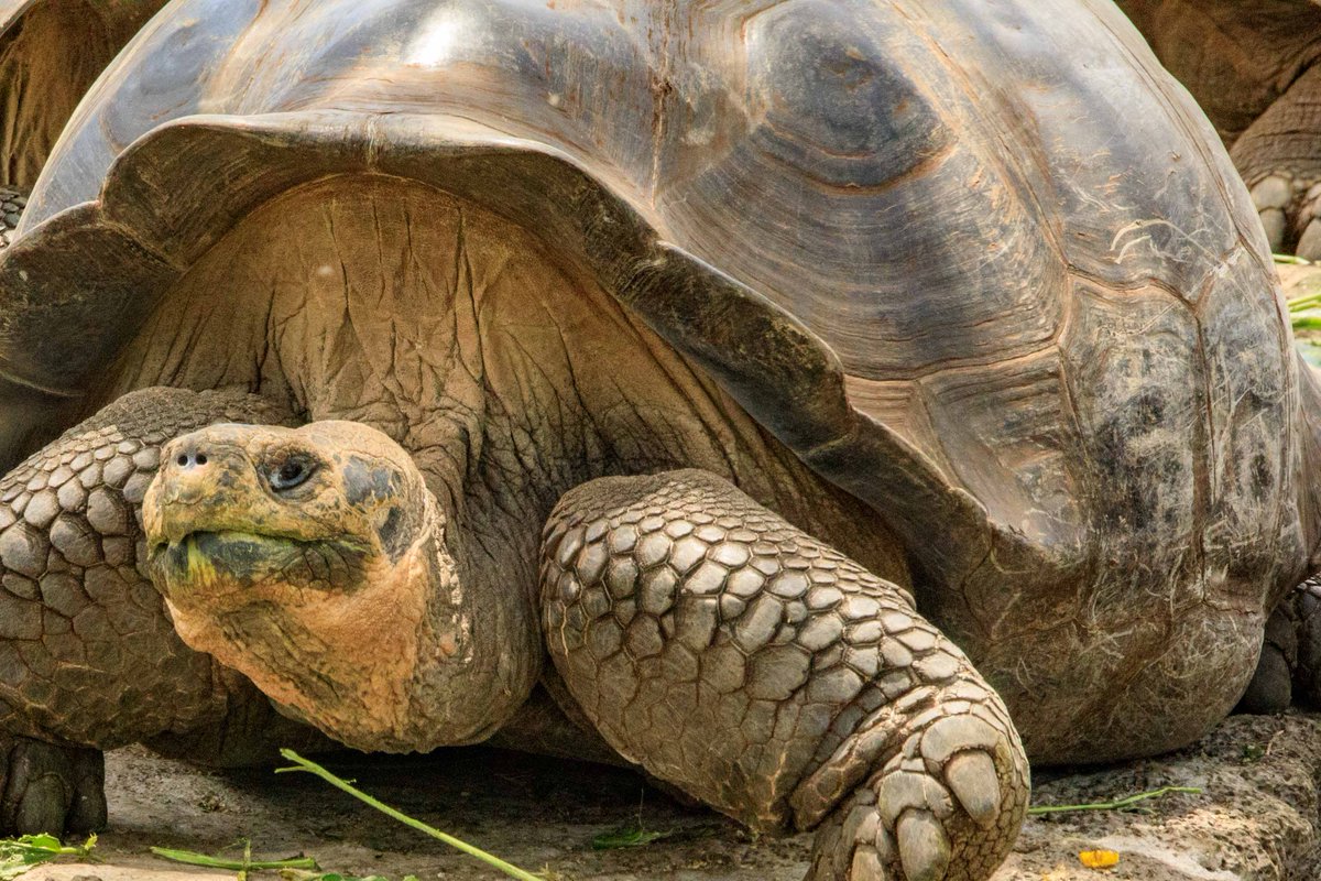 WanderLust1280's tweet image. Everything You Need to Know to Visit the Galápagos Islands

Before planning your trip to the Galápagos, make sure you check out my guide on everything you need to know to visit the Galápagos Islands.

wanderlustphotosblog.com/2018/10/30/eve…

#GalapagosIslands #VisitGalapagos #ExploreTheWorld