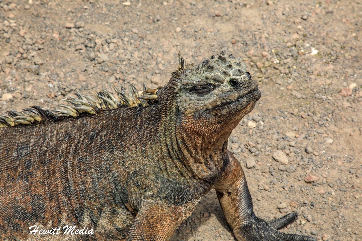 WanderLust1280's tweet image. Everything You Need to Know to Visit the Galápagos Islands

Before planning your trip to the Galápagos, make sure you check out my guide on everything you need to know to visit the Galápagos Islands.

wanderlustphotosblog.com/2018/10/30/eve…

#GalapagosIslands #VisitGalapagos #ExploreTheWorld