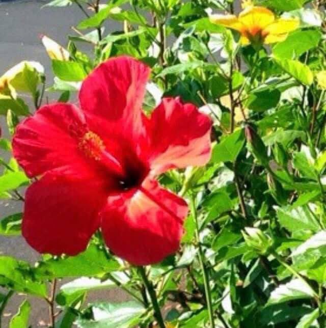 chernorris's tweet image. Happy #FlowersOnFriday 😊🌺🌸🌼💕 #FridayFeeling #BeHappy #FridayVibes #enjoylife