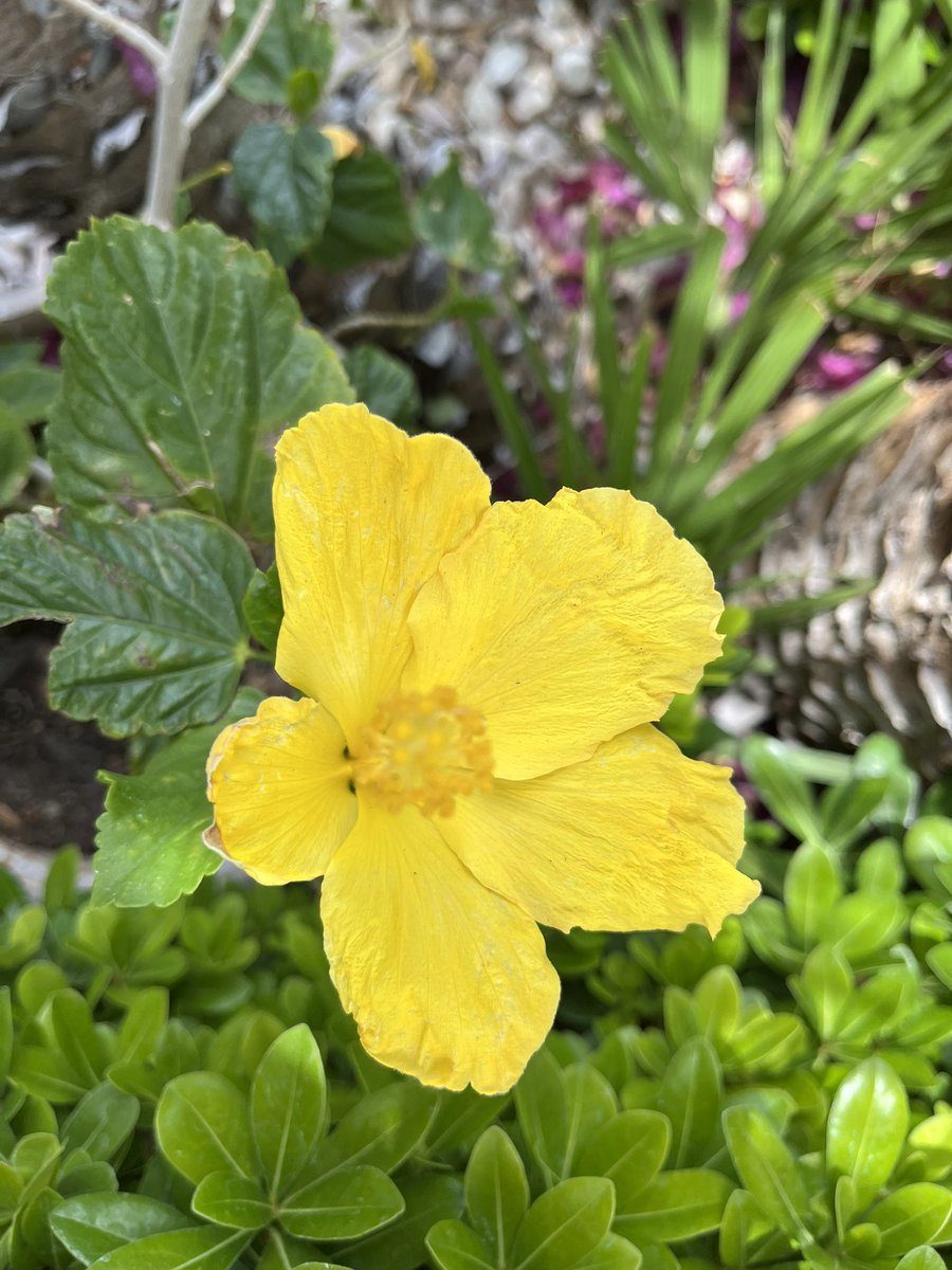 chernorris's tweet image. Happy #FlowersOnFriday 😊🌺🌸🌼💕 #FridayFeeling #BeHappy #FridayVibes #enjoylife